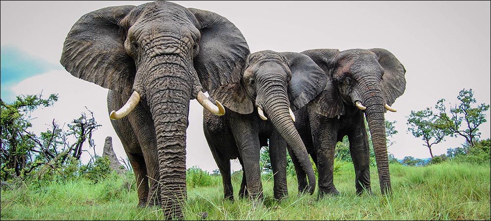Developers Compete to Help Protect Elephants with IoT