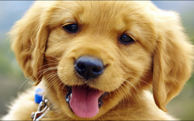 RFID Tracks Pet Remains Through Processing, Cremation