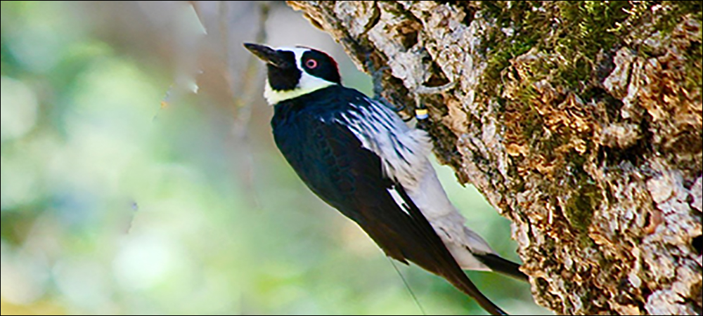 Solar-Powered RFID Brings Insight to California Woodpeckers