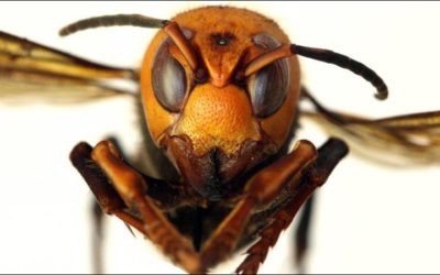 Scientists Eradicate Invasive Hornet Nest After Tracking It via RF Transmission