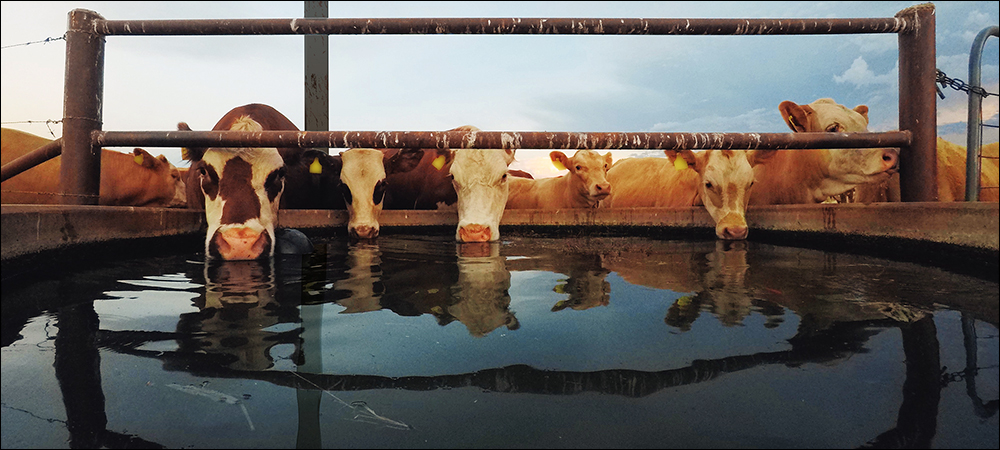 RFID Detects Health Issues for Calgary Feedlots