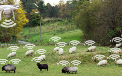 How RFID Is Transforming the Livestock-Management Industry