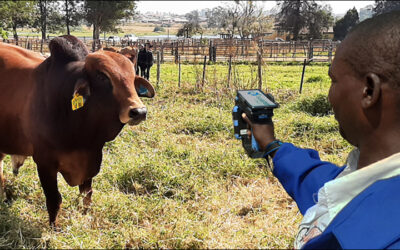 RFID, Blockchain Provide Digital Record of Cattle Health in Zimbabwe