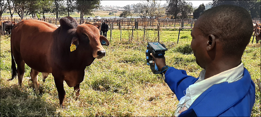 RFID, Blockchain Provide Digital Record of Cattle Health in Zimbabwe