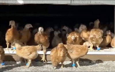 RFID Tracks Free-Range Chicken Behavior
