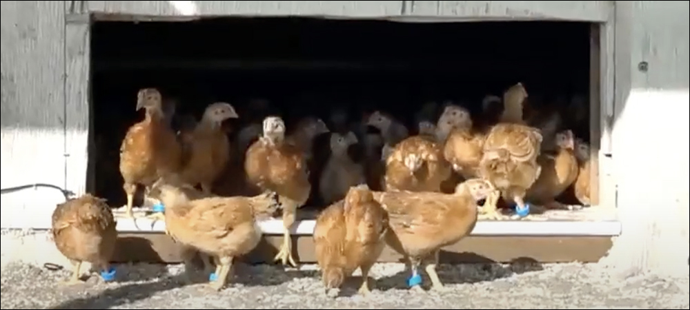 RFID Tracks Free-Range Chicken Behavior