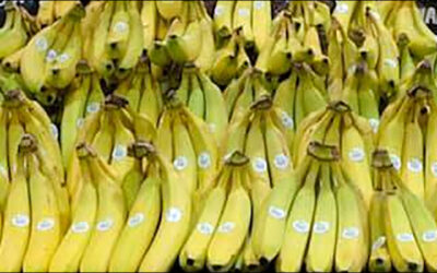 IoT and RFID Manage Banana Farm, Supply Chain