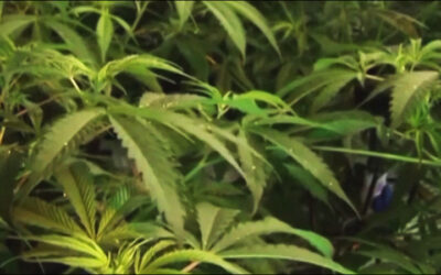 Cannabis Industry, Regulators Manage Production and Supply via RFID