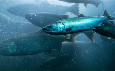 Injectable UHF RFID Tags to Be Tested in Fish