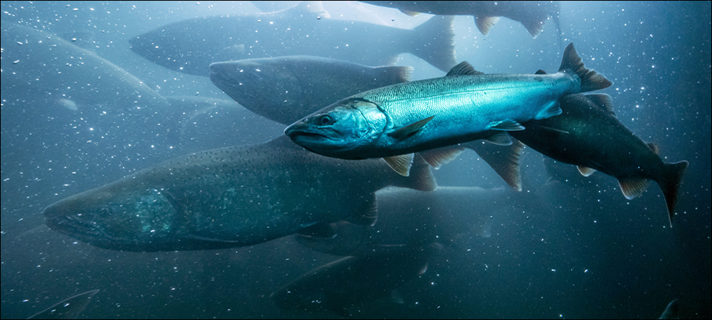 Injectable UHF RFID Tag to Be Tested in Fish