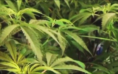 Metrc Signs Track-and-Trace Contract with State of Rhode Island