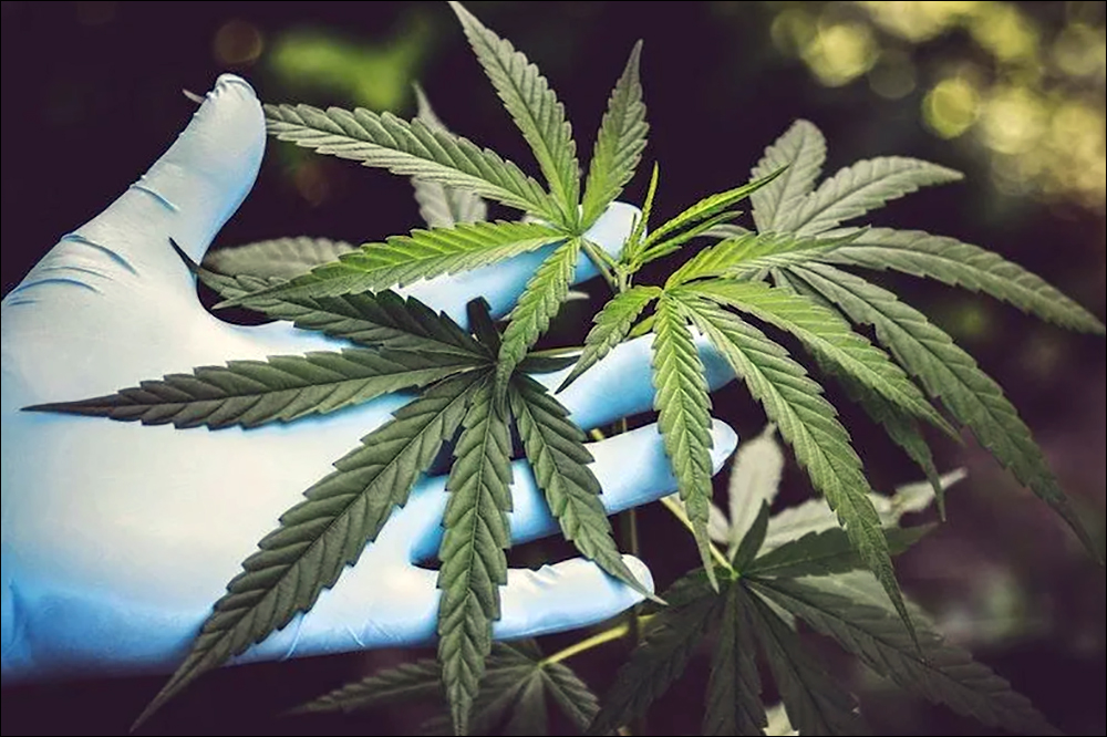 Metrc's track-and-trace solution gives growers and state regulators the means to monitor cannabis cultivation and production.