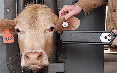 USDA’s APHIS Plans Revisions to Electronic Animal IDs