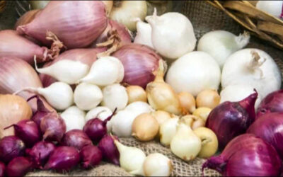 Onion Sortation, Storage Tracked via RFID