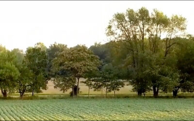 IoT Technology Tracks Biodiversity in Fields