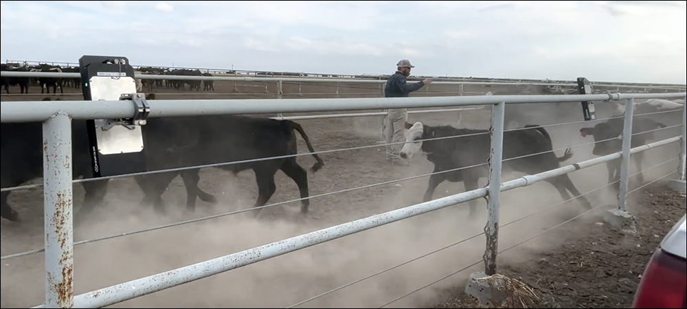 RFID Goes into the Pasture for Cattle Tracking