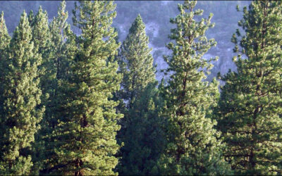 Measuring RFID’s Environmental Benefits by Trees Spared