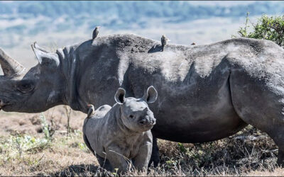 IoT Protects Endangered African Wildlife