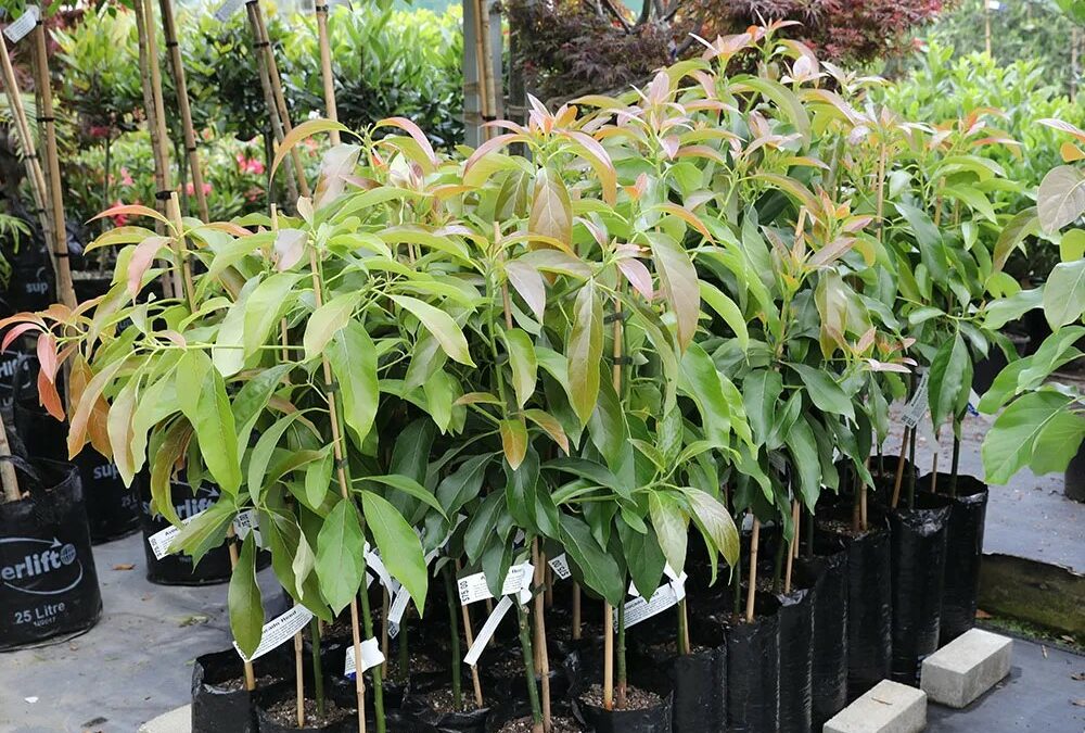 IoT Boosts Productivity for Avocado Farms