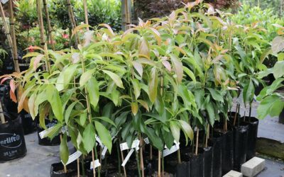 IoT Boosts Productivity for Avocado Farms