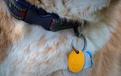 Expanding Pet Collar Use Beyond GPS Tracking with IoT