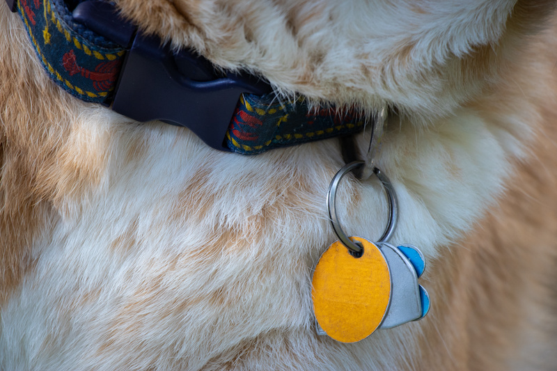 Expanding Pet Collar Use Beyond GPS Tracking with IoT