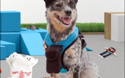 Expanding Pet Collar Use Beyond GPS Tracking