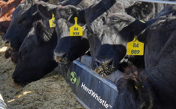 RFID and Camera Technology Beef up Cattle Management