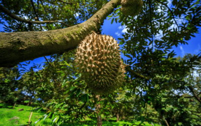 Ag-Tech Co. Captures Intelligence at Durian Plantations in Malaysia