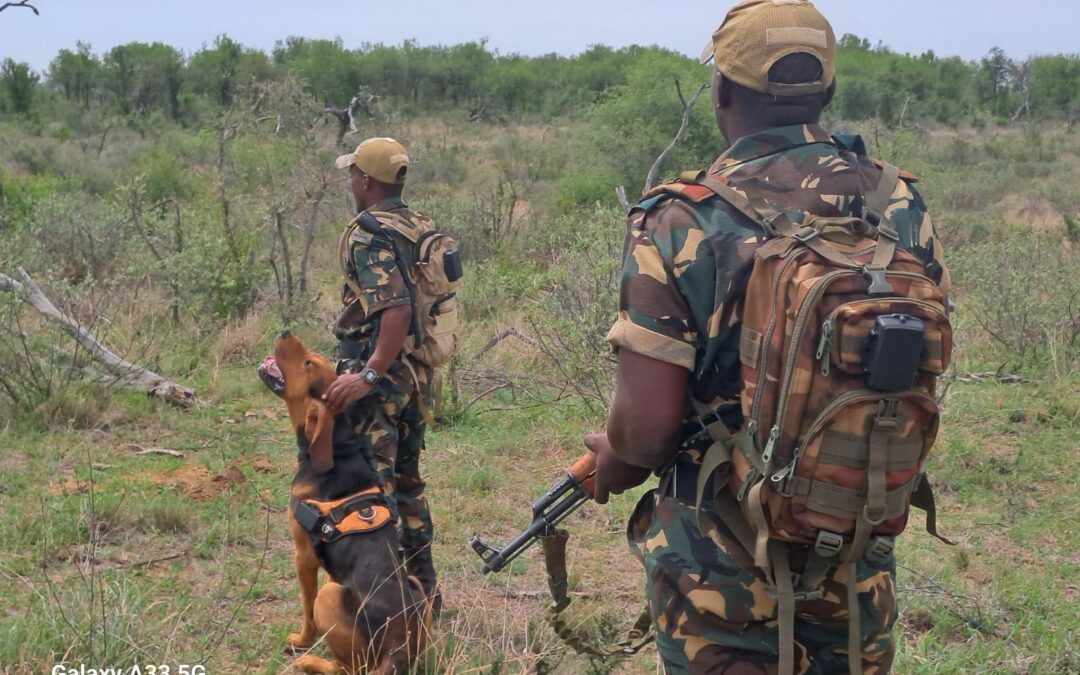 LoRaWAN Helps Rhino Conservation Efforts in South Africa