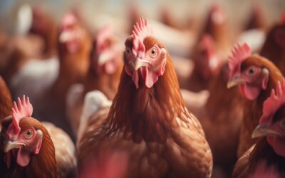 Hen Behavior Tracked with RFID at University of Georgia