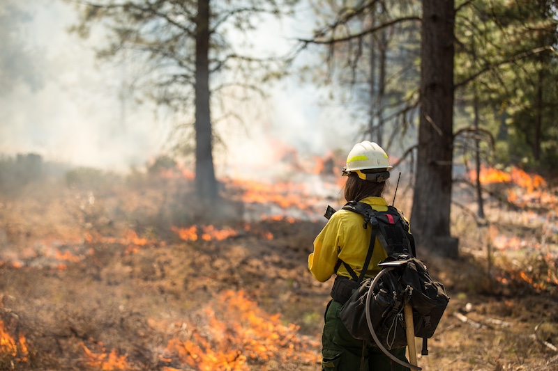Dryad Wildfire Sensors