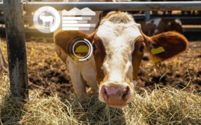 USDA Announces Publication of Cattle Tagging Program