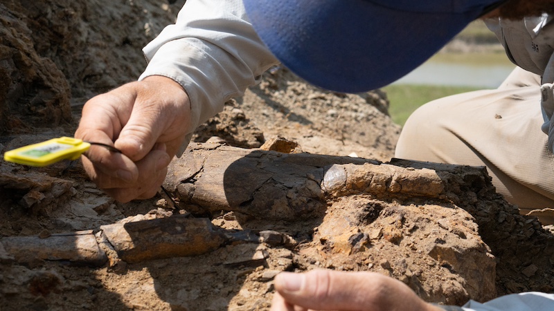 RFID Digitizes Dinosaur Bone Collection - Vimarsana News