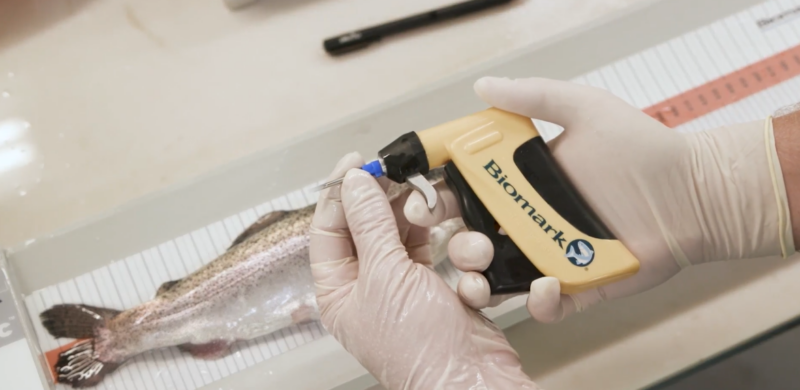 Merck Animal Health Biomark RFID