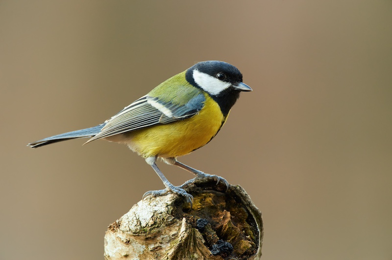 Oxford RFID Great Tits Bird