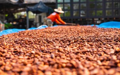Managing Complexities of Cocoa Growing with Technology